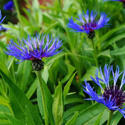 Dwarf Cornflower/ Bachelor Buttons Heirloom Seeds | Terroir Seeds