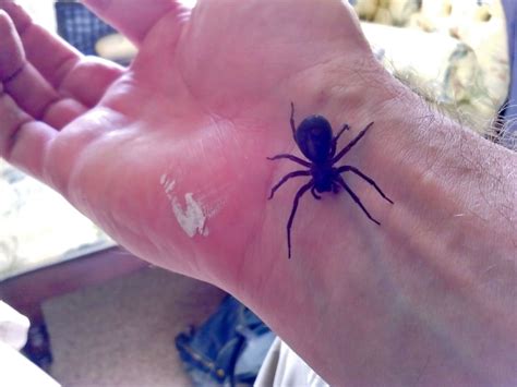 False widow - Steatoda - nature