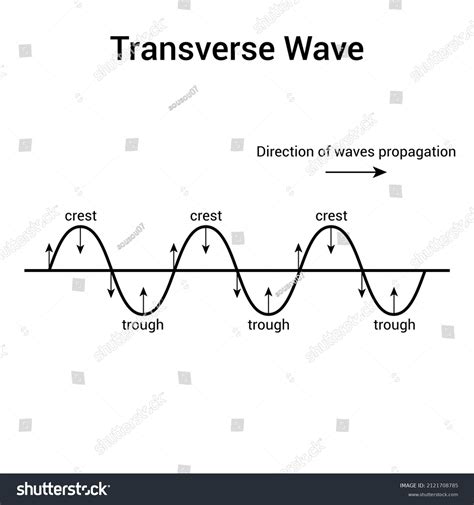 Transverse Wave Diagram Crest Trough Stock Vector (Royalty Free ...