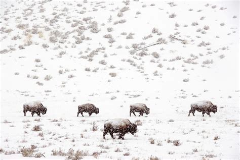 Bison In A Snow Storm Photograph by Mark Newman | Fine Art America