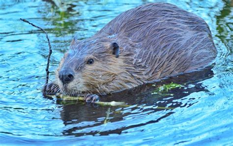 It’s International Beaver Day — and dam time we celebrate it | Fix