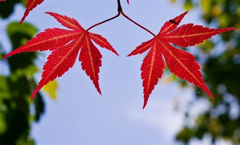 Japanese Maple Leaves - Pentax User Photo Gallery