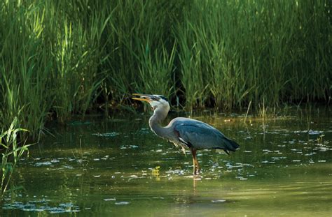 Top–down control by great blue herons regulates seagrass-associated ...