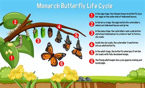 Life cycle of a Butterfly