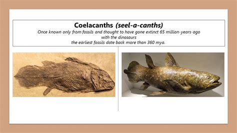 COELACANTH FISH FOSSILS REVEAL FIRST WALKING FISH? – Evolution is a Myth