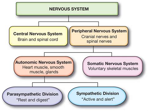 Peripheral Nervous System (PNS): Parts and Function