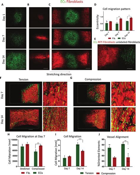 Cell migration throughout the scaffold. A,B) EC (green) and fibroblast ...