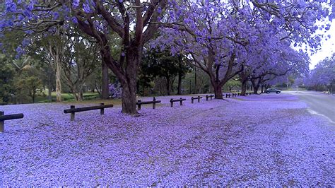 Grafton Blossoms in Purple for Jacaranda Festival - HiRUM