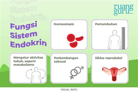 Macam-Macam Kelenjar Endokrin dan Hormon yang Dihasilkan