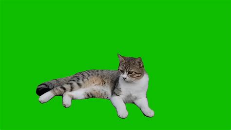 Cat Images Green Screen 6 Youtube - Riset