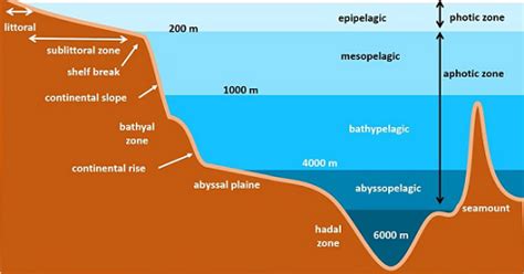 Ocean Floor - Features, Variations & Seafloor Topography