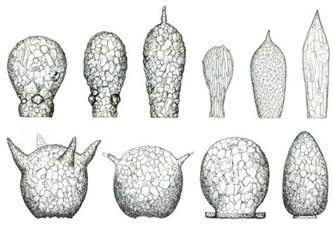 Genus Difflugia | Microworld Protists, Diatom, Grain Of Sand ...