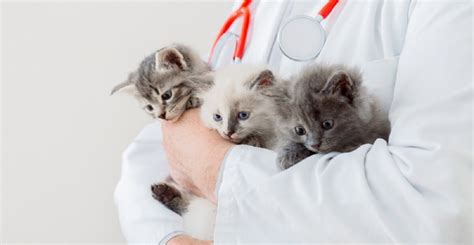 Feline Immunodeficiency Virus (FIV): Symptoms, Causes, Diagnosis ...