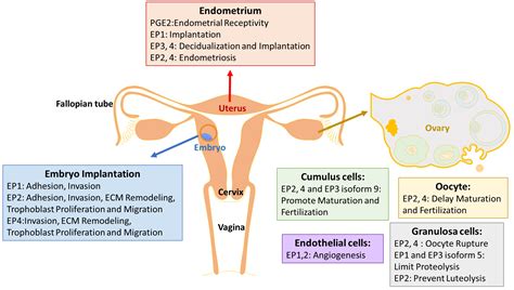 Endocrines | Free Full-Text | Multiple Roles of Prostaglandin E2 ...