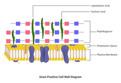 Gram Positive Cell Wall - Sciencetopia