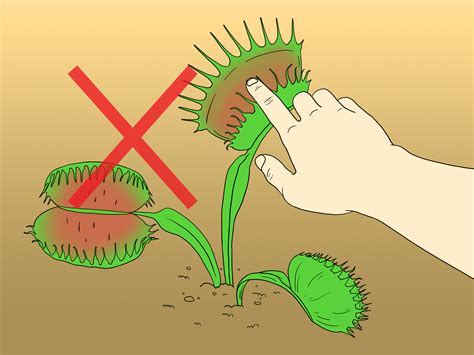 How to Care for Venus Fly Traps (with Pictures) - wikiHow