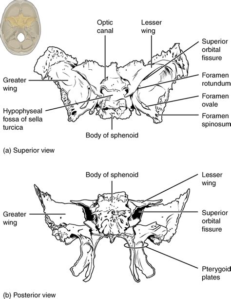 The Skull · Anatomy and Physiology