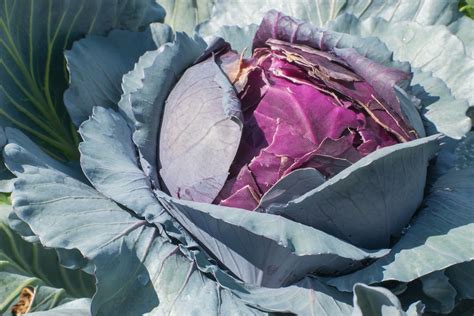 Purple cabbage – Creative Roots Counseling