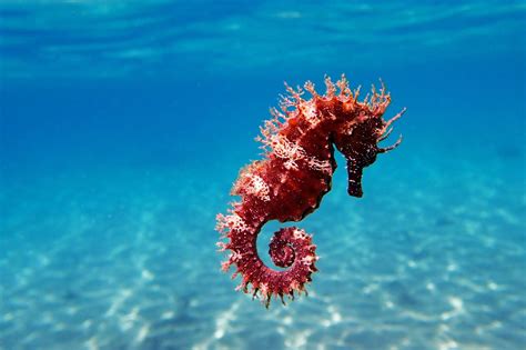 19 Seahorse Facts for Kids That Will Amaze You – Facts For Kids