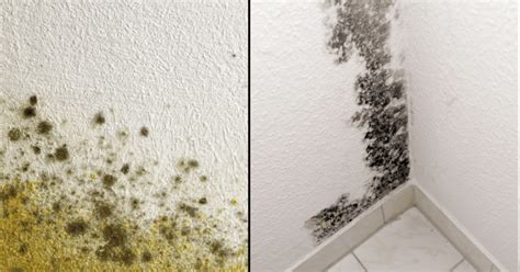 Mildew vs Mold – What’s the difference? | Woodard