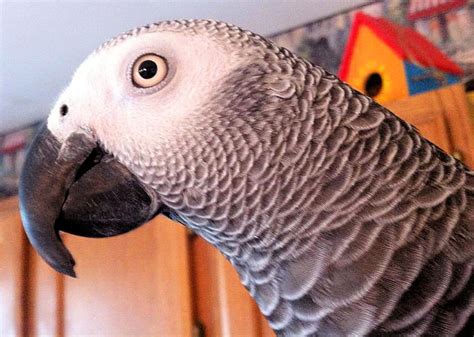 African Grey Parrots as Pets - PetHelpful