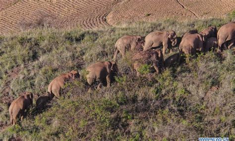 Migrating elephants linger in Dalongtan Township, SW China - Global Times