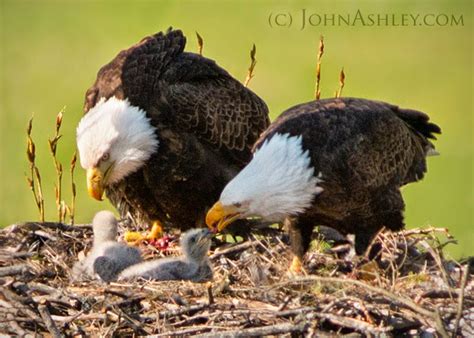 Wild and Free Montana: Big Bad Bald Eagle Mums