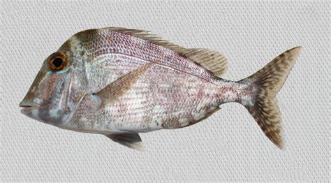 Porgy Family Photographs, and Information – Sparidae | Mexican Fish.com