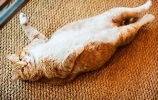 What are the symptoms of feline diabetes? | Healthy Cats | Animal Planet