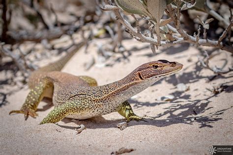 Sand goanna - a photo on Flickriver