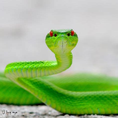 19 Pit viper ideas | pit viper, reptiles and amphibians, beautiful snakes