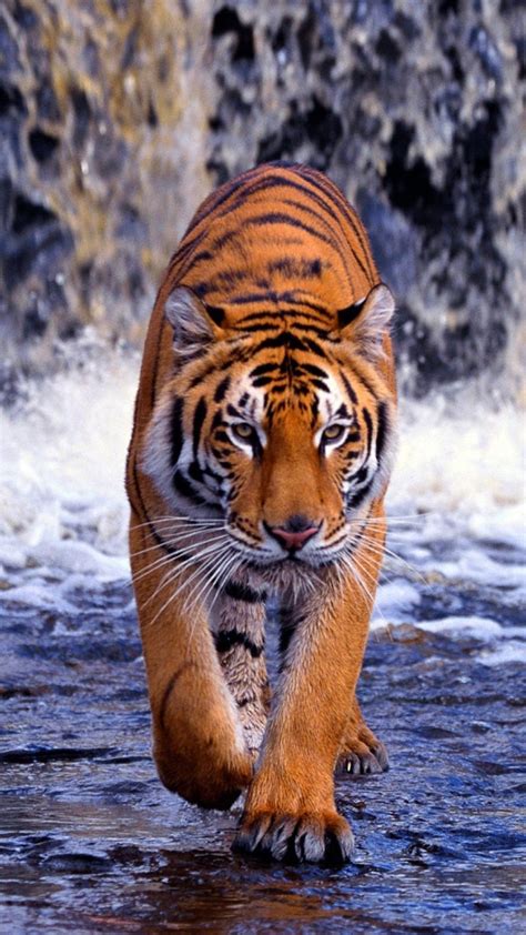 Full Screen Tiger Wallpapers - Wallpaper Cave