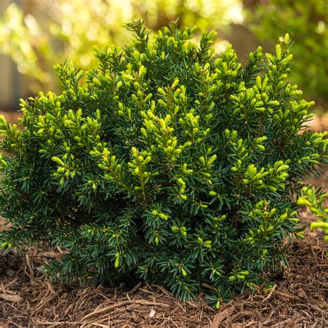 Dark Green Spreading Yew Evergreen Shrubs at Lowes.com