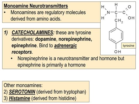 PPT - Neurotransmitters PowerPoint Presentation, free download - ID:313403