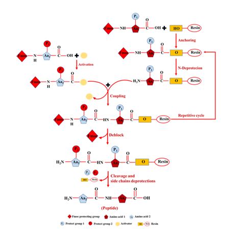 Basic principles and processes of solid phase peptide synthesis (SPSS ...