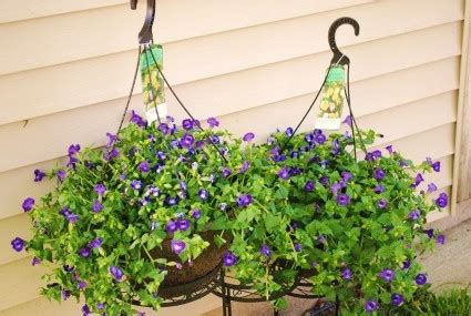 Hanging Torenia Basket Potted Plants in Plain City, OH - PLAIN CITY FLORIST