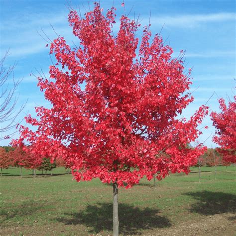 Acer rubrum Summer Red - Red Maple Tree | Free UK Delivery Over £50