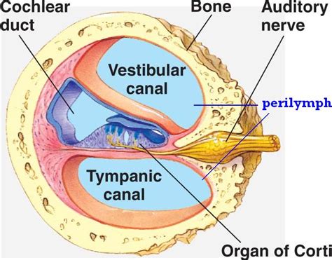 Organ of Corti