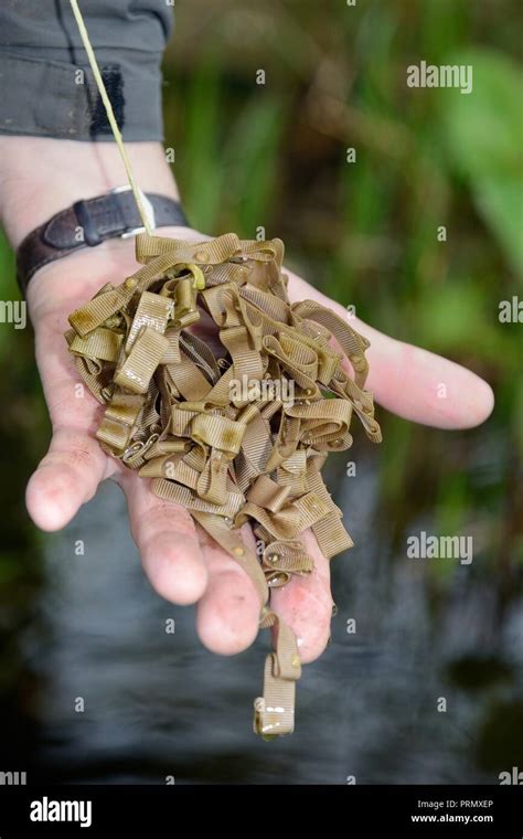 Newt eggs uk hi-res stock photography and images - Alamy