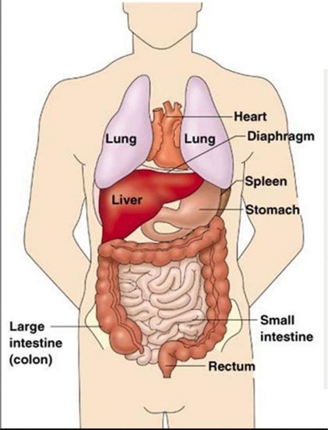 Chest Diagrams | Diagram Link | Anatomy organs, Human anatomy, Human ...