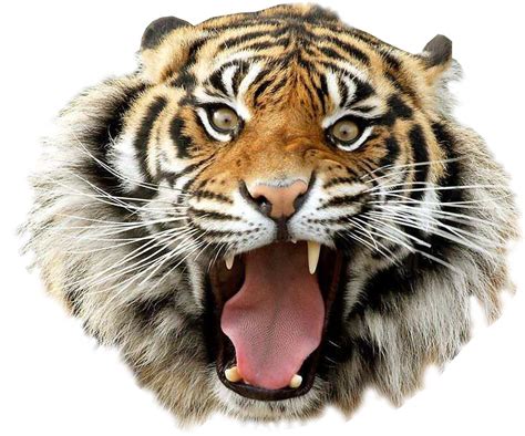 Tiger PNG Transparent Images, Tiger Face, Angry Tiger, Animal - Free ...