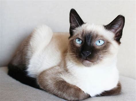 Are Siamese Cats Mean To Dogs