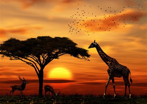 Savana | By Andre Jhuna | African sunset, African paintings, African ...