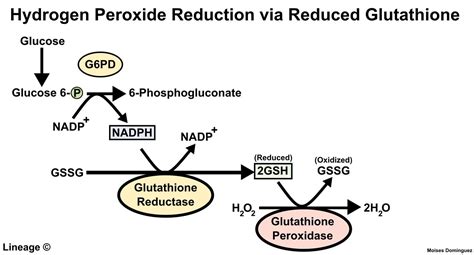 HMP Shunt - Biochemistry - Medbullets Step 1