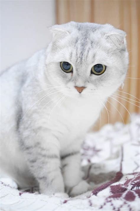 Scottish Fold Cats: 9 Surprising Facts About the Breed