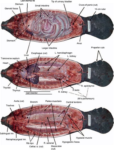 Figure 4 from Anatomical Dissection: Thorax and Abdomen | Semantic Scholar