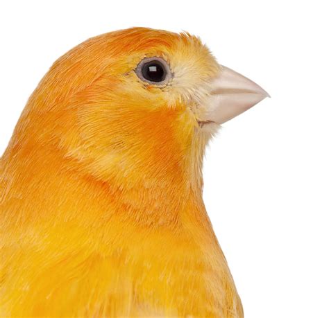 Canary Colours | Canary | Finches and Canaries | Guide | Omlet UK