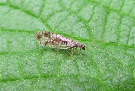 Brown Lacewing | Gedling Conservation Trust, Nottingham