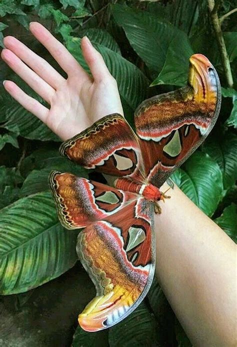 Nice to meet you.. : Photos #moth atlas moth-wingspan,12inches ...