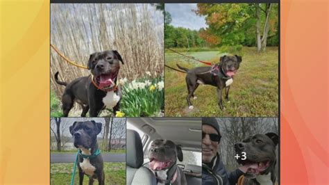 Northeast Ohio animal rescue looking to find home for dog in shelter ...